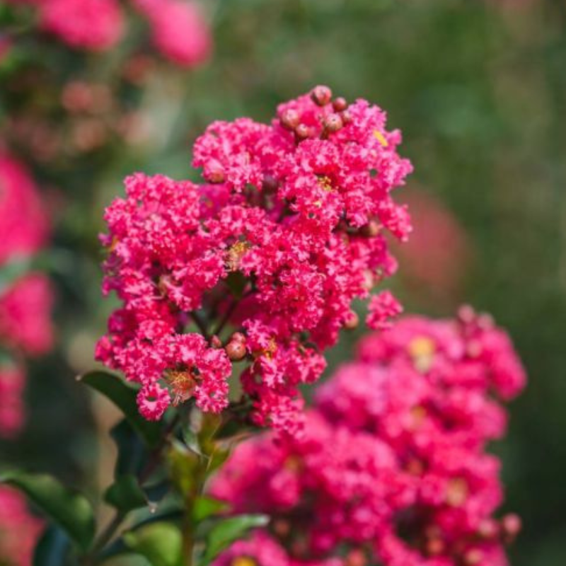 Lagerstroemia Tuscarora