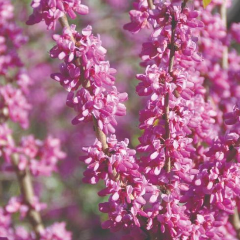 Cercis Avondale