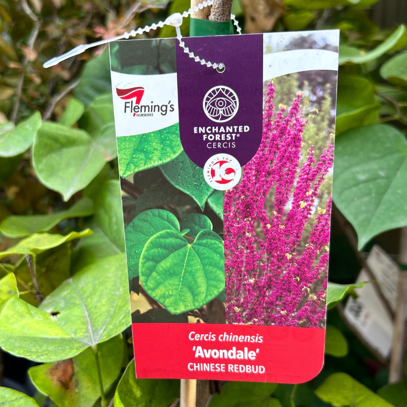 Cercis Avondale