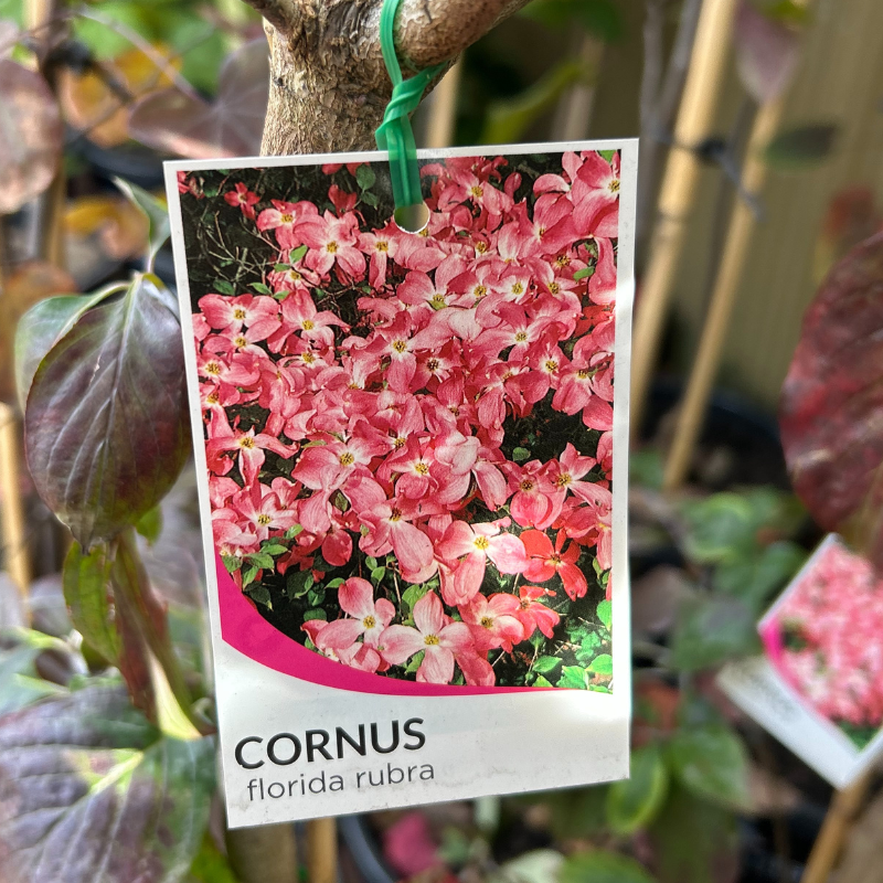 Cornus florida rubra