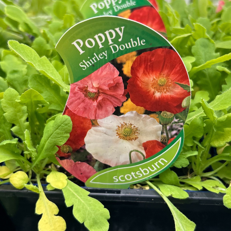 Poppy Double Shirley punnet