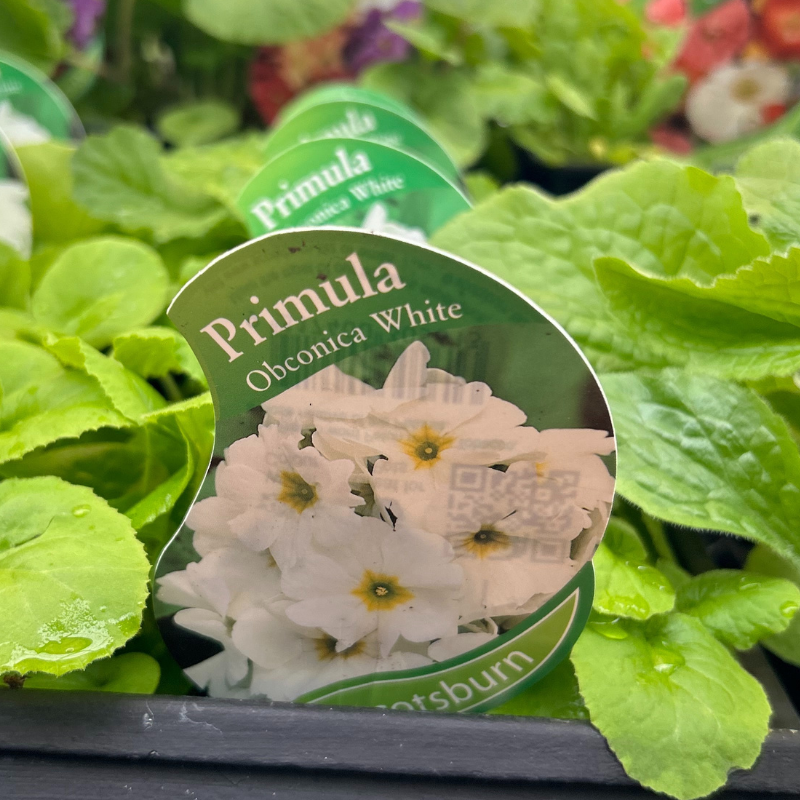 Primula obconica Libre White punnet