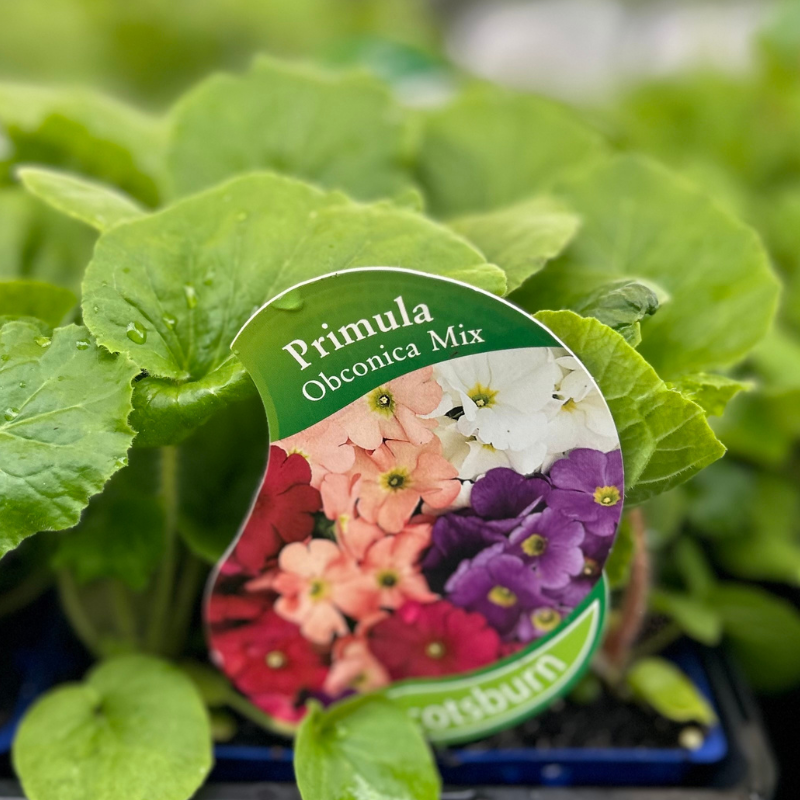 Primula obconica Libre Mix punnet