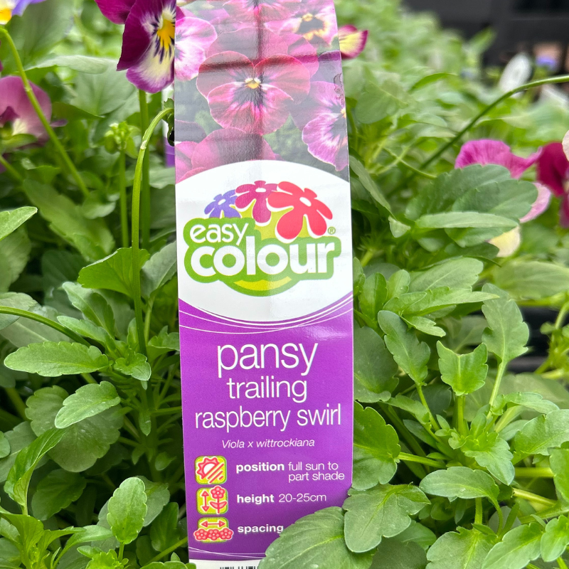 Pansy Trailing Raspberry Swirl Easy Colour 4 pack