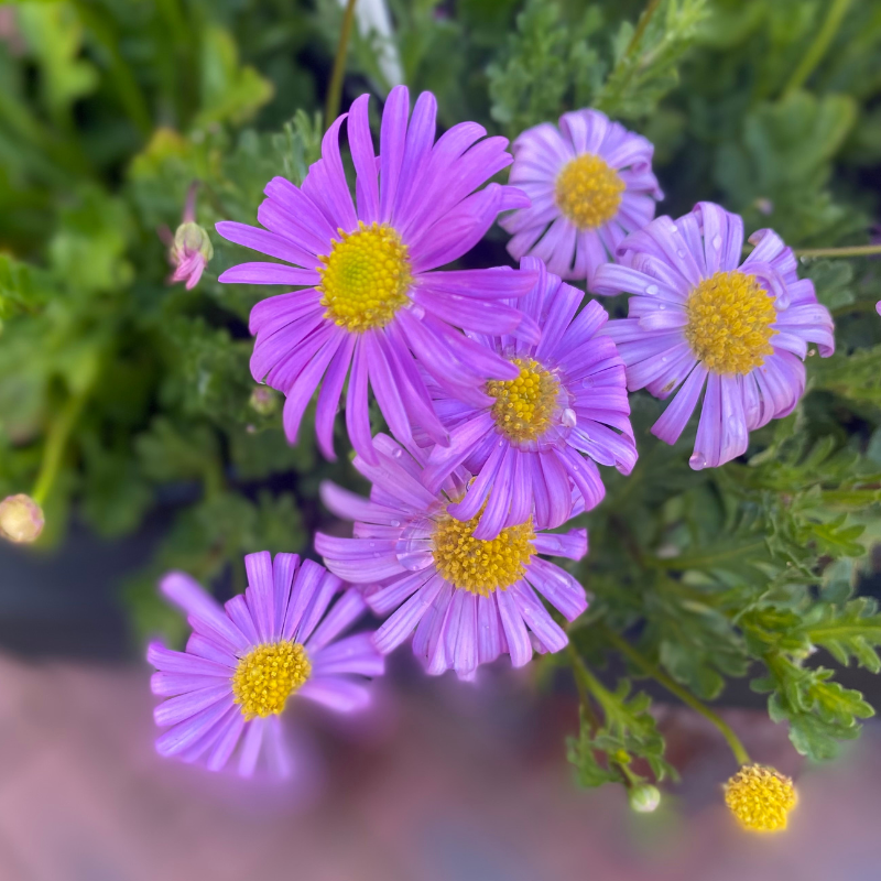Brachyscome Jumbo Mauve