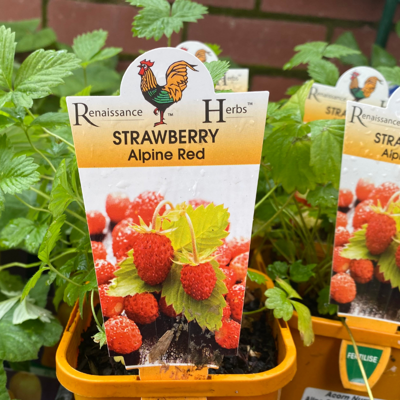 Strawberry Alpine Red 100mm