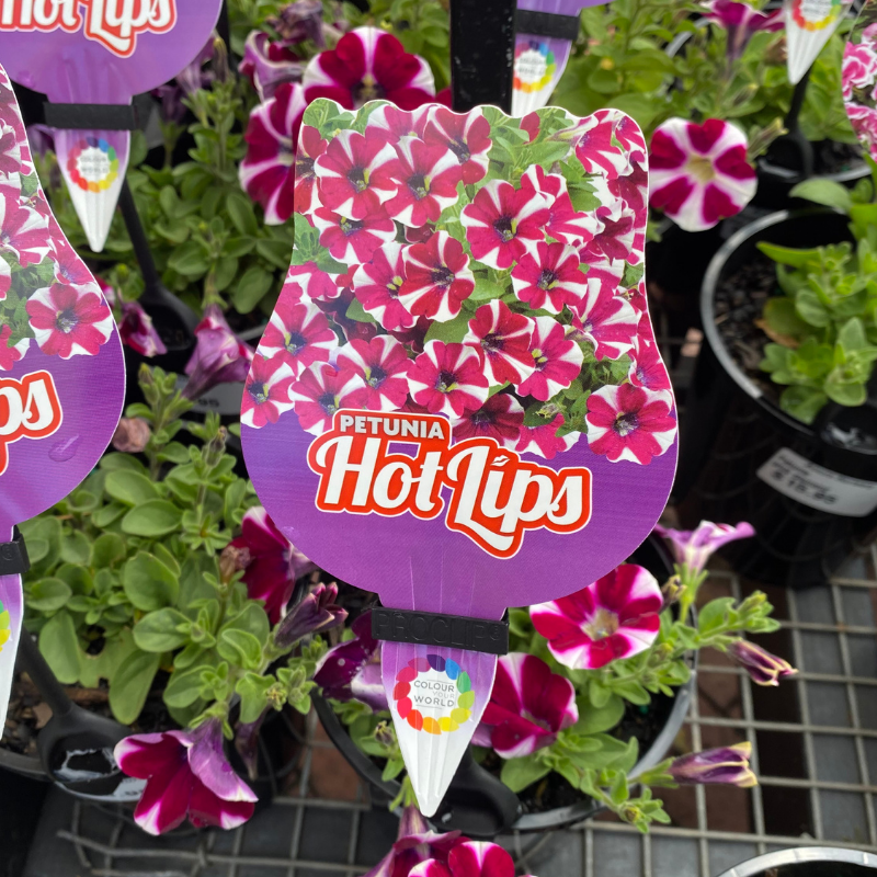 Petunia Hot Lips