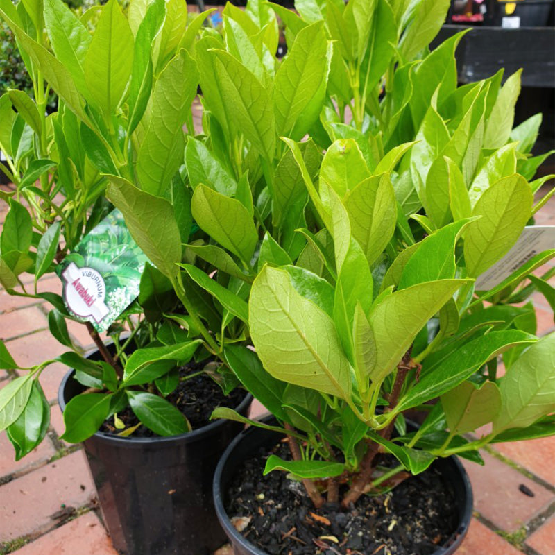 Viburnum Awabuki
