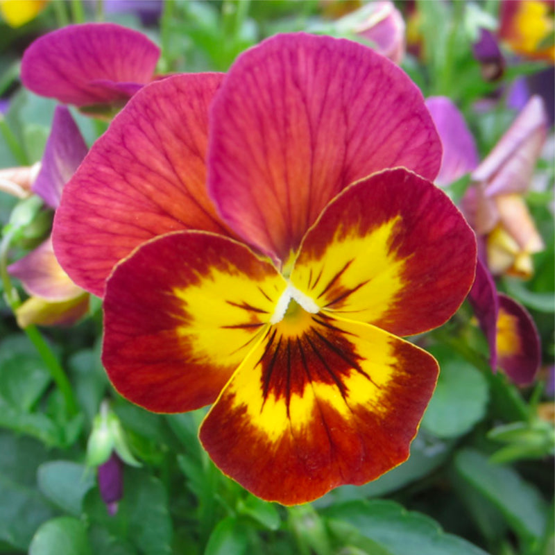 Viola Antique Easy Colour