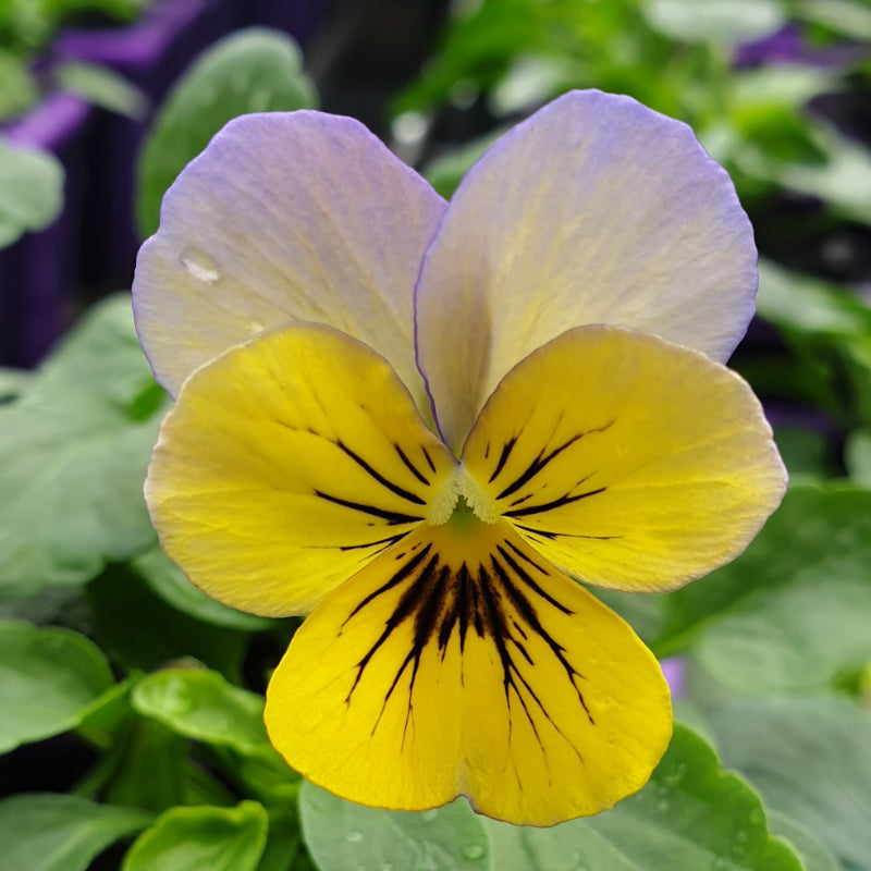 Viola Blue Butterfly Easy Colour