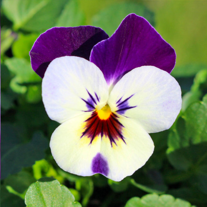 Viola Blue and White Easy Colour