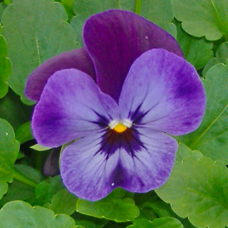 Viola Denim Jump Up Easy Colour