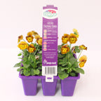 Viola Honey Bee Easy Colour