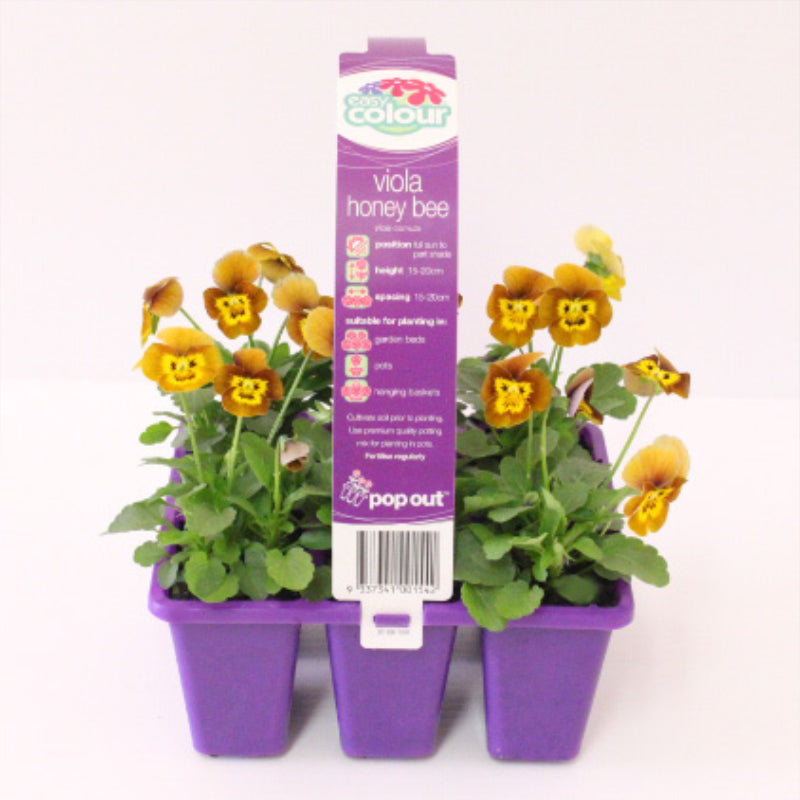 Viola Honey Bee Easy Colour