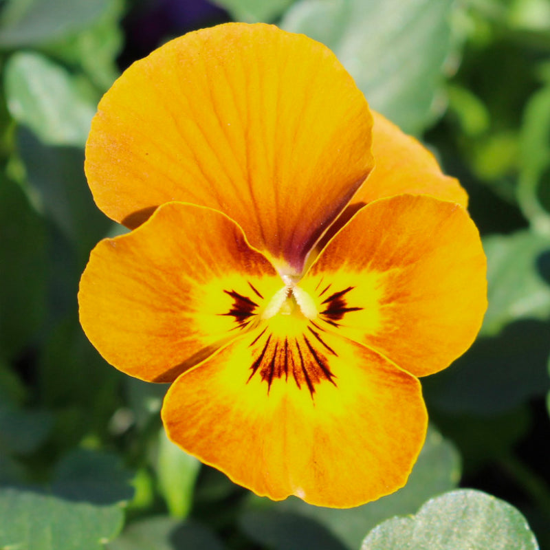 Viola Honey Bee Easy Colour