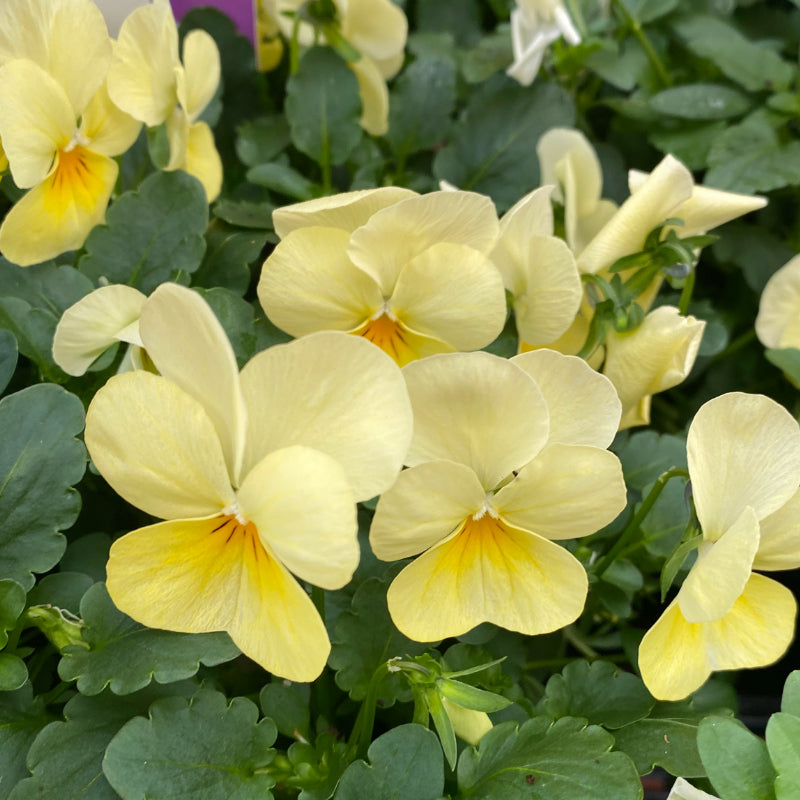 Viola Lemon Chiffon Easy Colour