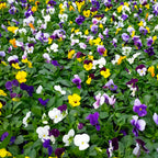 Viola Mixed Easy Colour