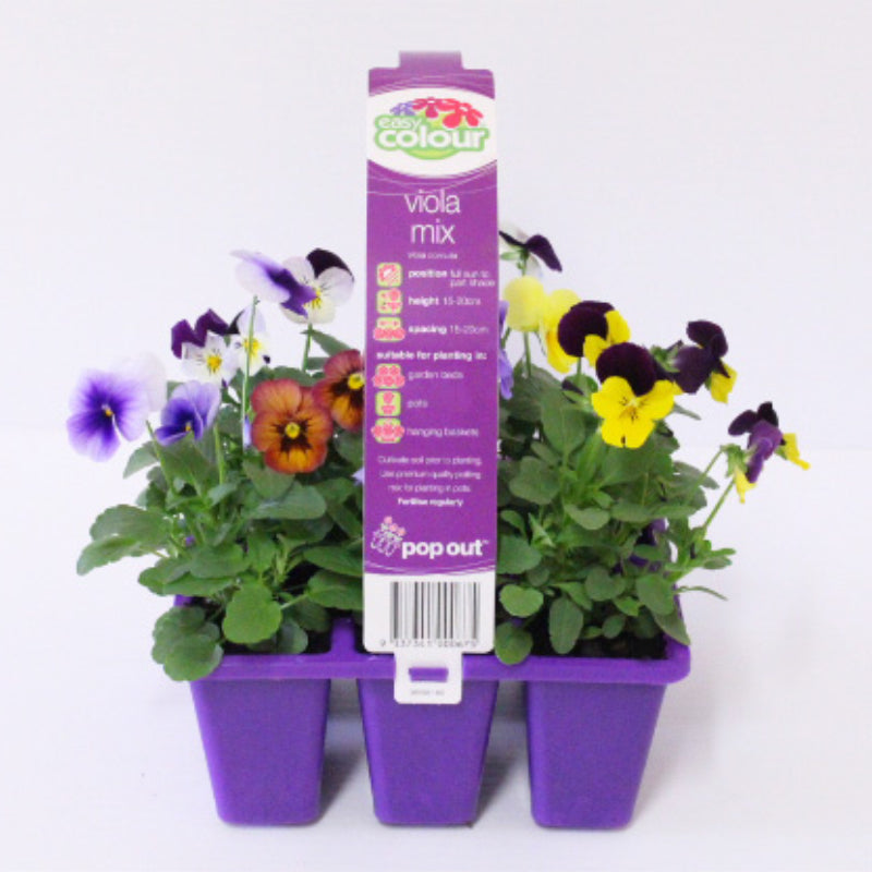 Viola Mixed Easy Colour