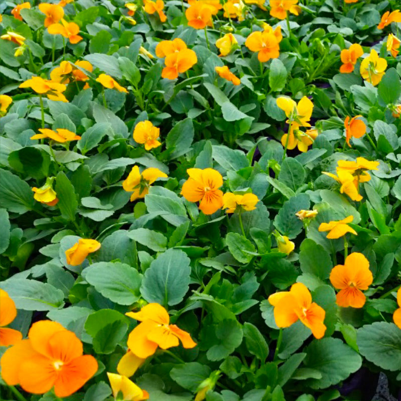 Viola Orange Easy Colour