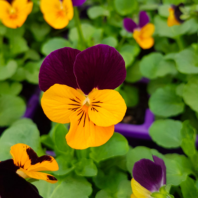 Viola Orange and Purple Easy Colour