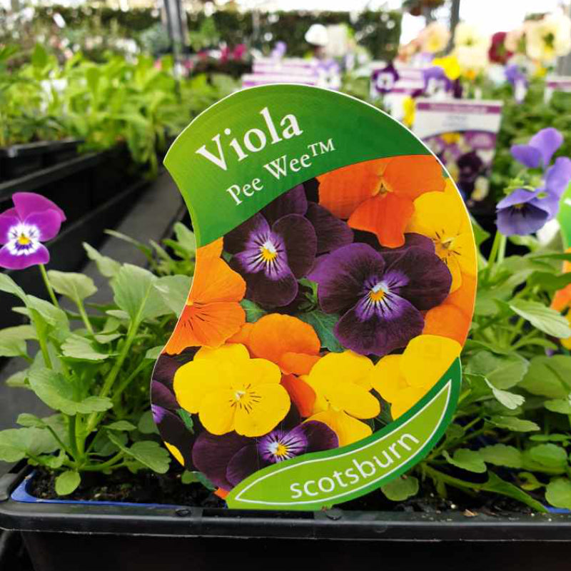 Viola Pee Wee Punnet