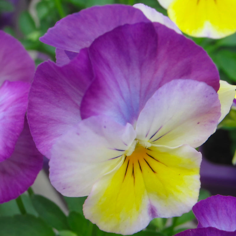 Viola Rose Pink Easy Colour