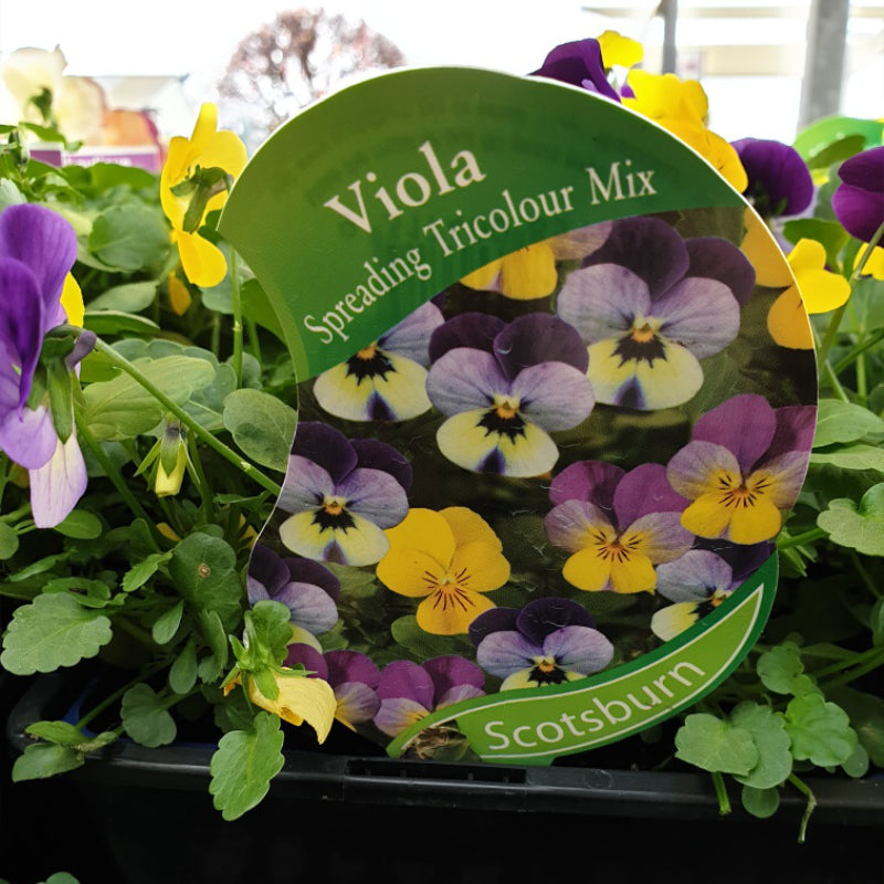 Viola Spreading Tricolour Mix Punnet