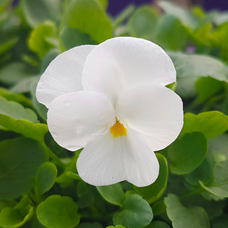 Viola Pure White Easy Colour