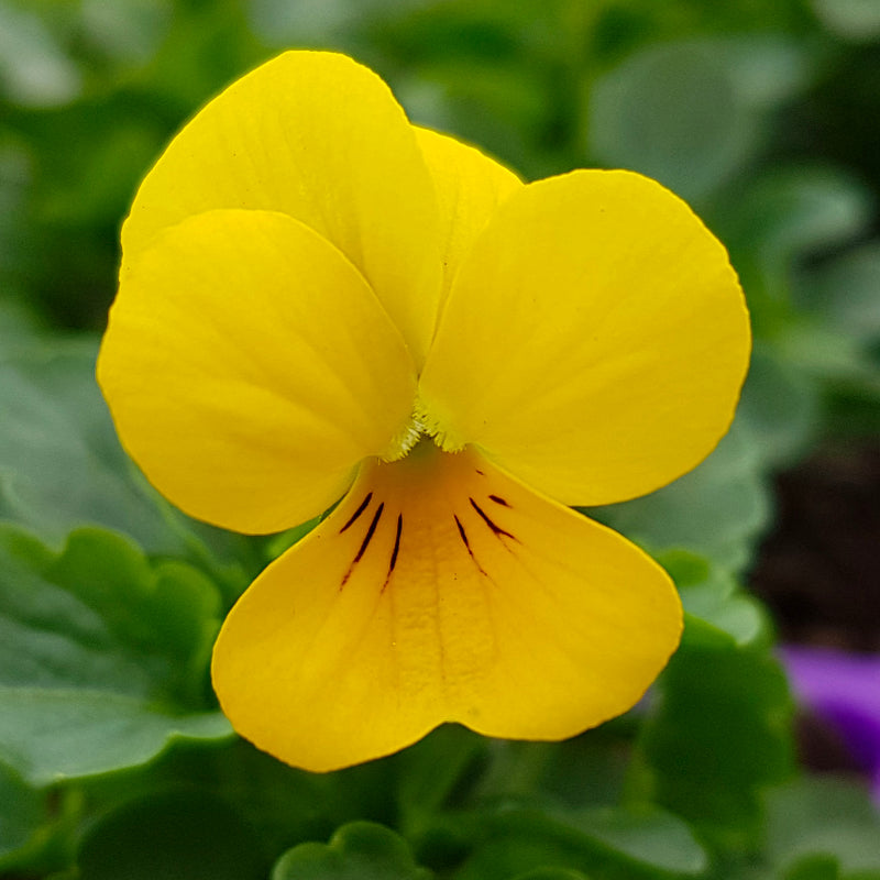 Viola Yellow Easy Colour