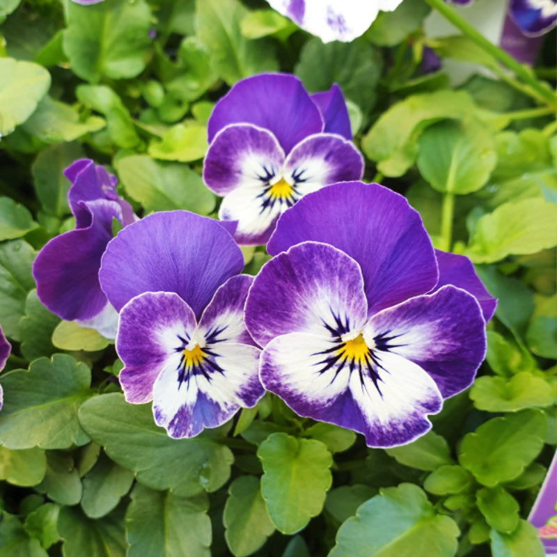 Viola Delft Blue Easy Colour