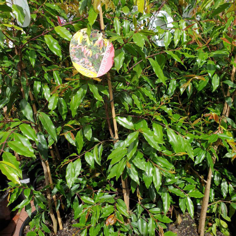 Waterhousea floribunda Warner's Select