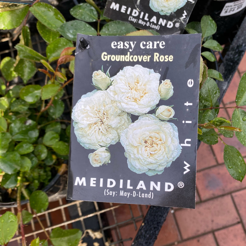 White Meidiland Groundcover Rose