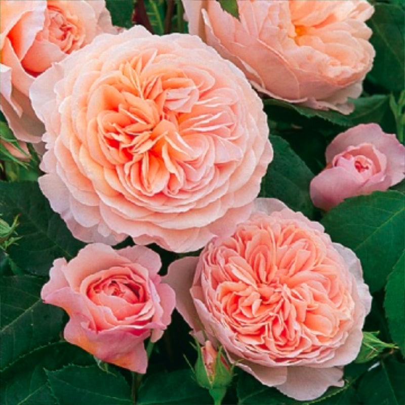 William Morris Bush Rose