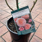 William Morris Bush Rose