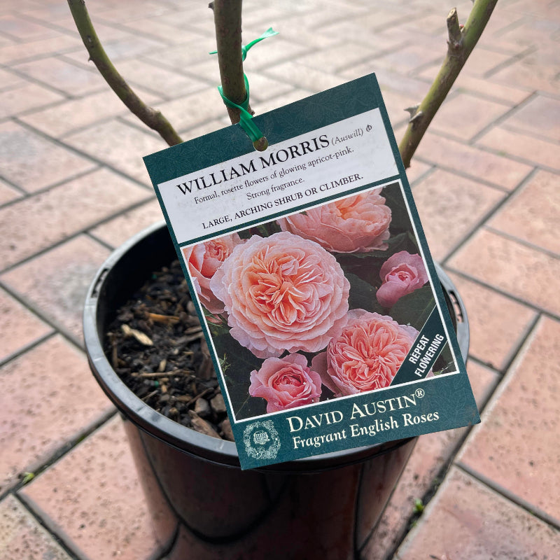 William Morris Bush Rose