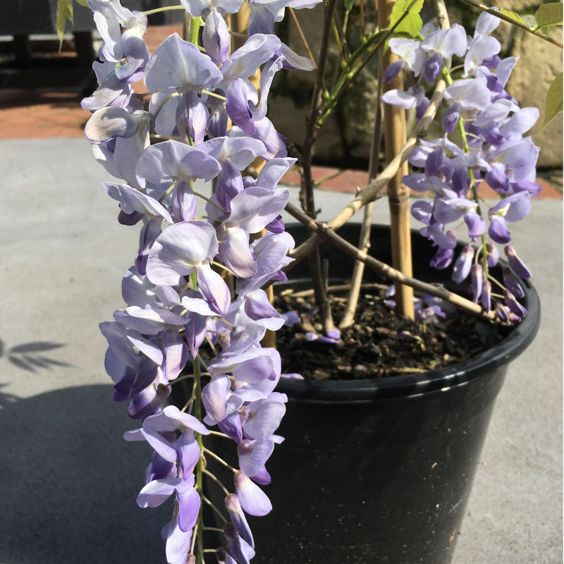 Wisteria sinensis
