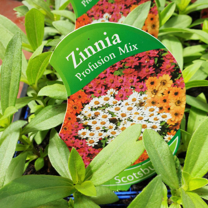 Zinnia Profusion Mix punnet