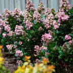 Escallonia Pink Elle PGA