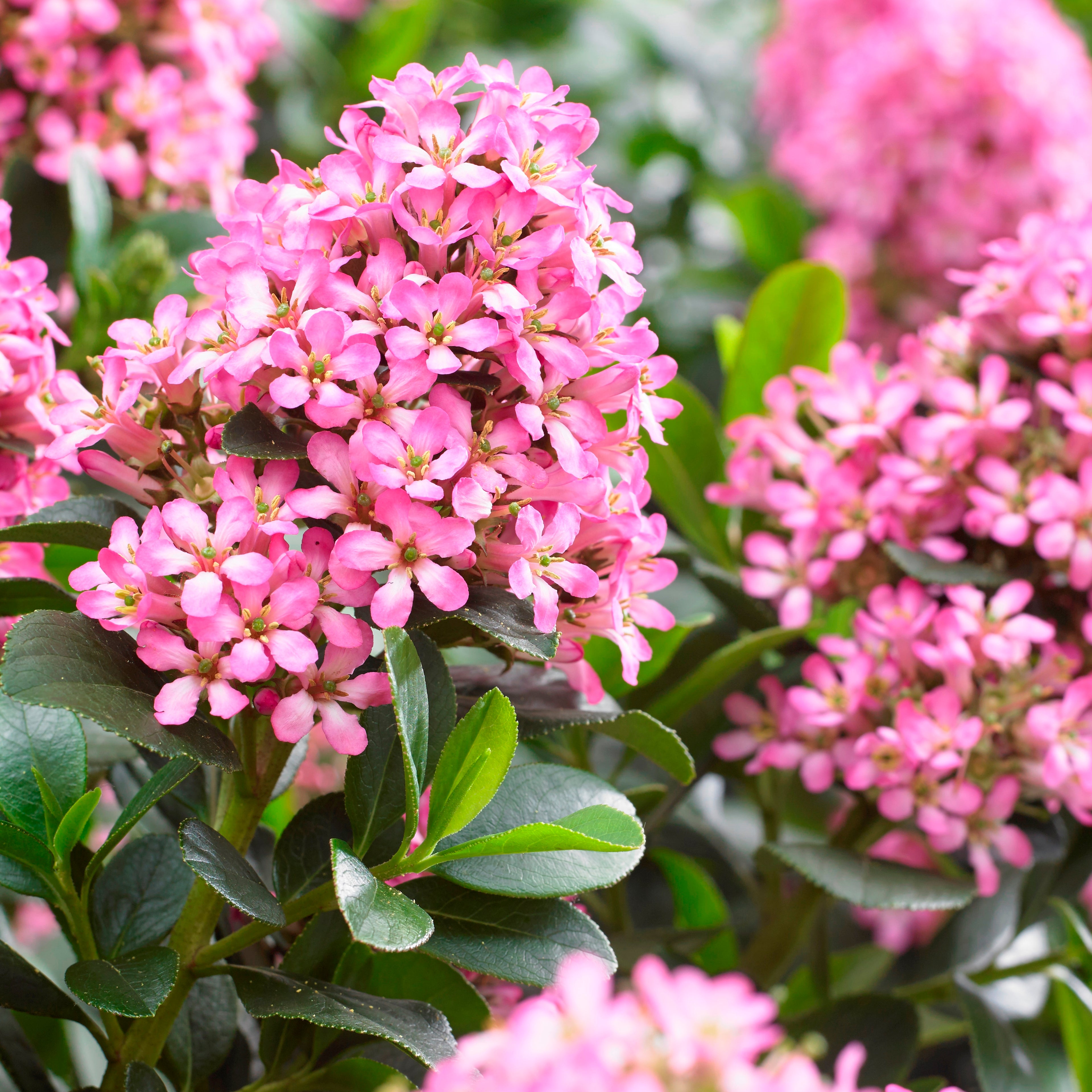 Escallonia Pink Elle PGA