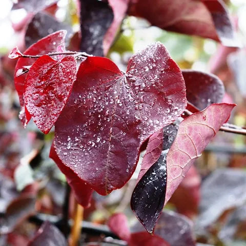 Cercis Forest Pansy