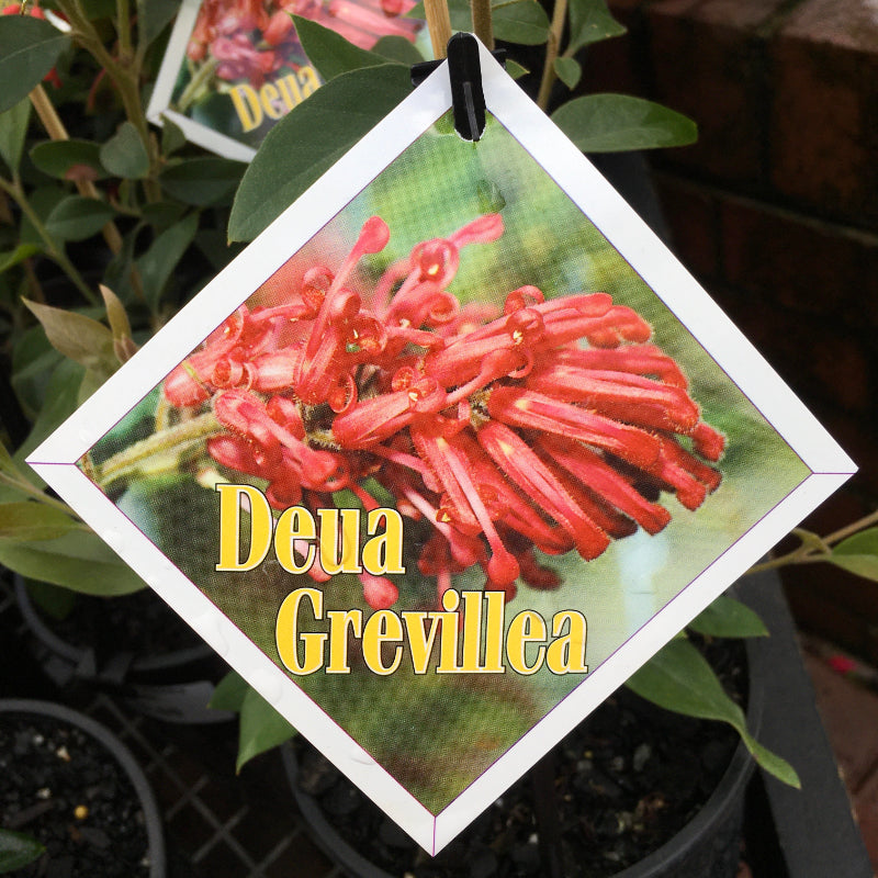 Grevillea Deua