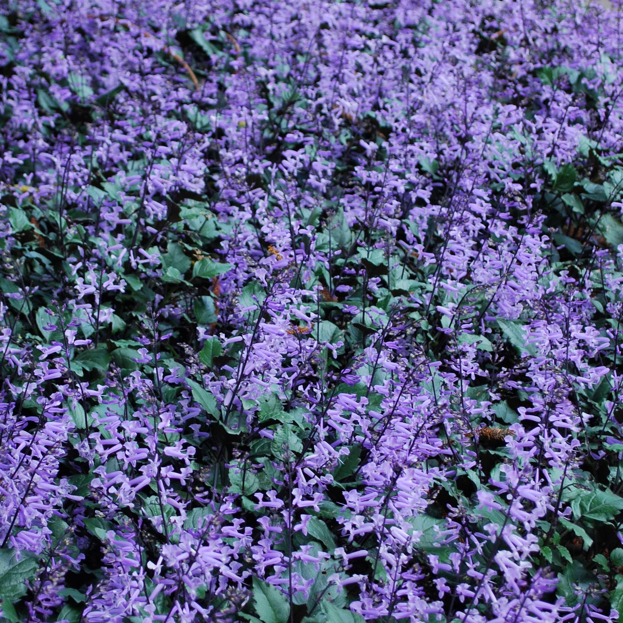 Plectranthus Mona Lavender