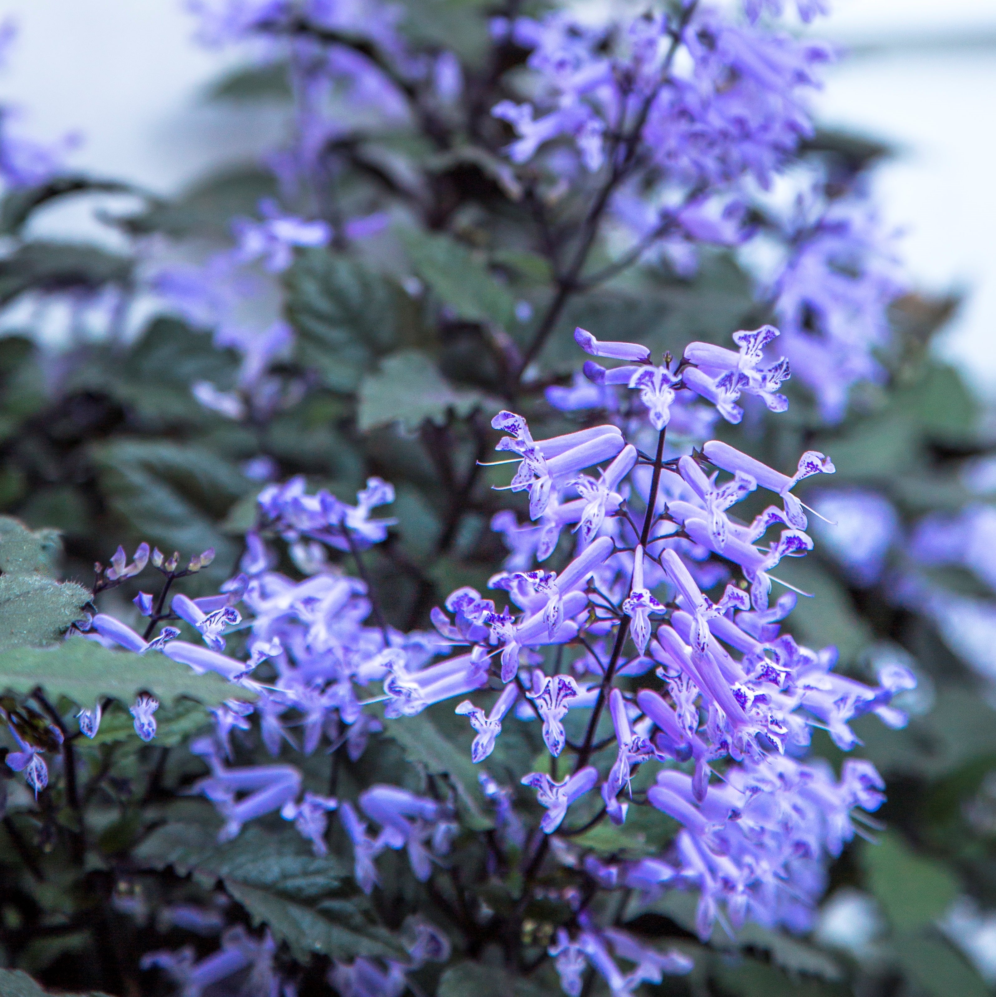 Plectranthus Mona Lavender