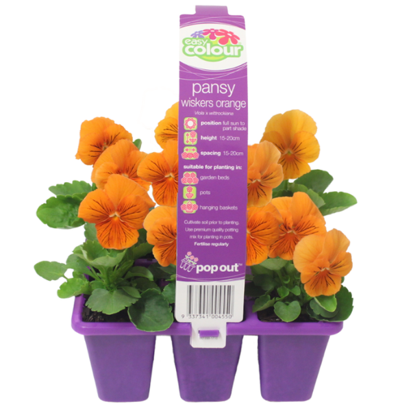 Pansy Whiskers Orange Easy Colour