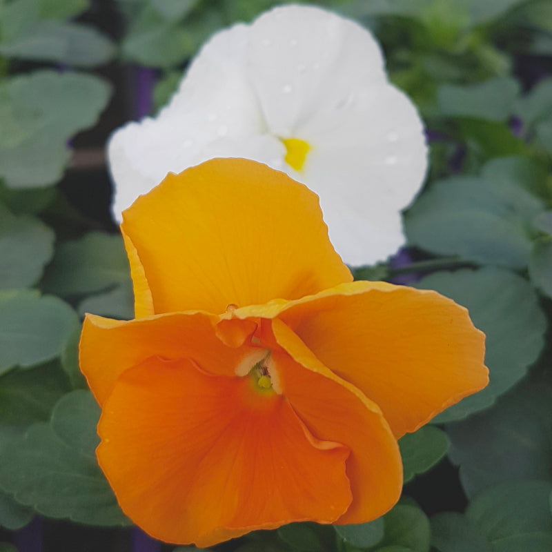 Pansy Citrus Mix Easy Colour