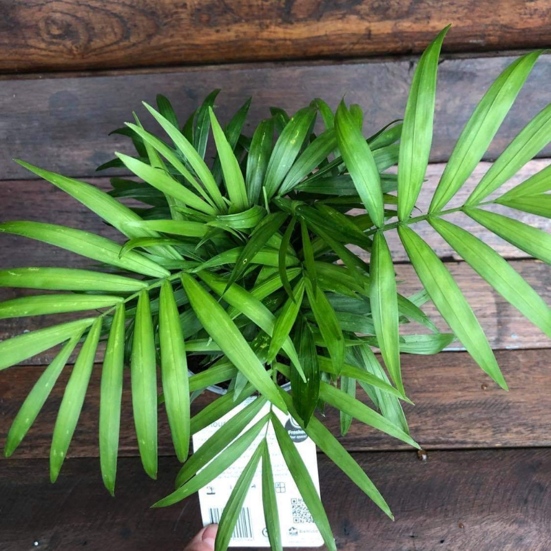Chamaedorea elegans
