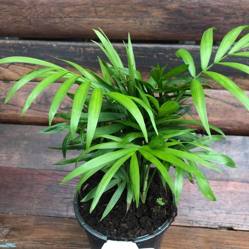 Chamaedorea elegans