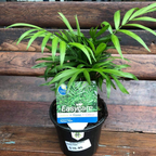 Chamaedorea elegans