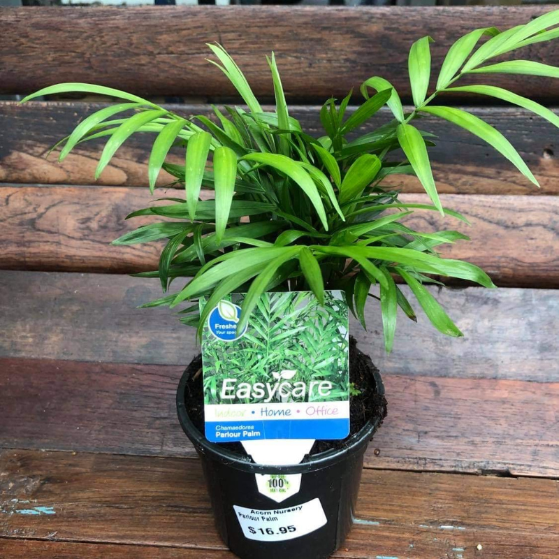 Chamaedorea elegans
