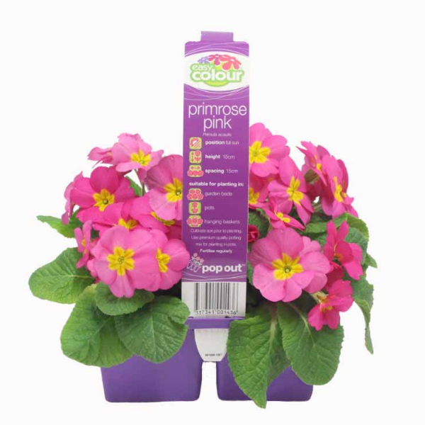 Primrose Pink (4 Cell) Easy Colour